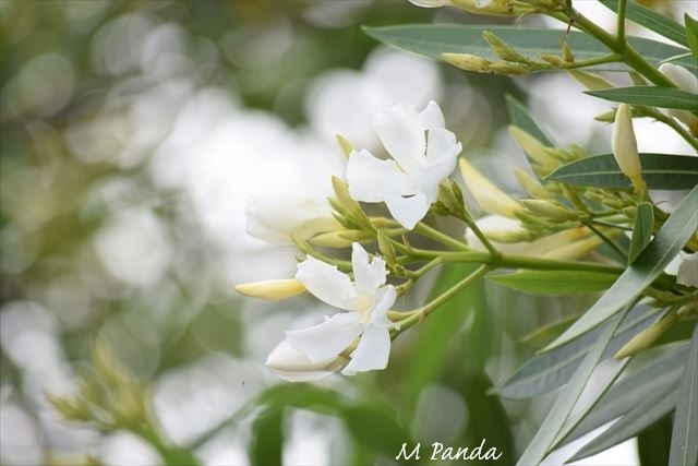 夏の花 白 緑 花図鑑