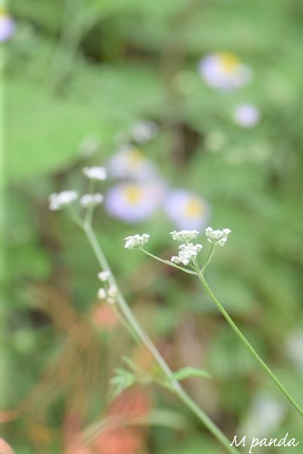 春の花 白 緑 花図鑑